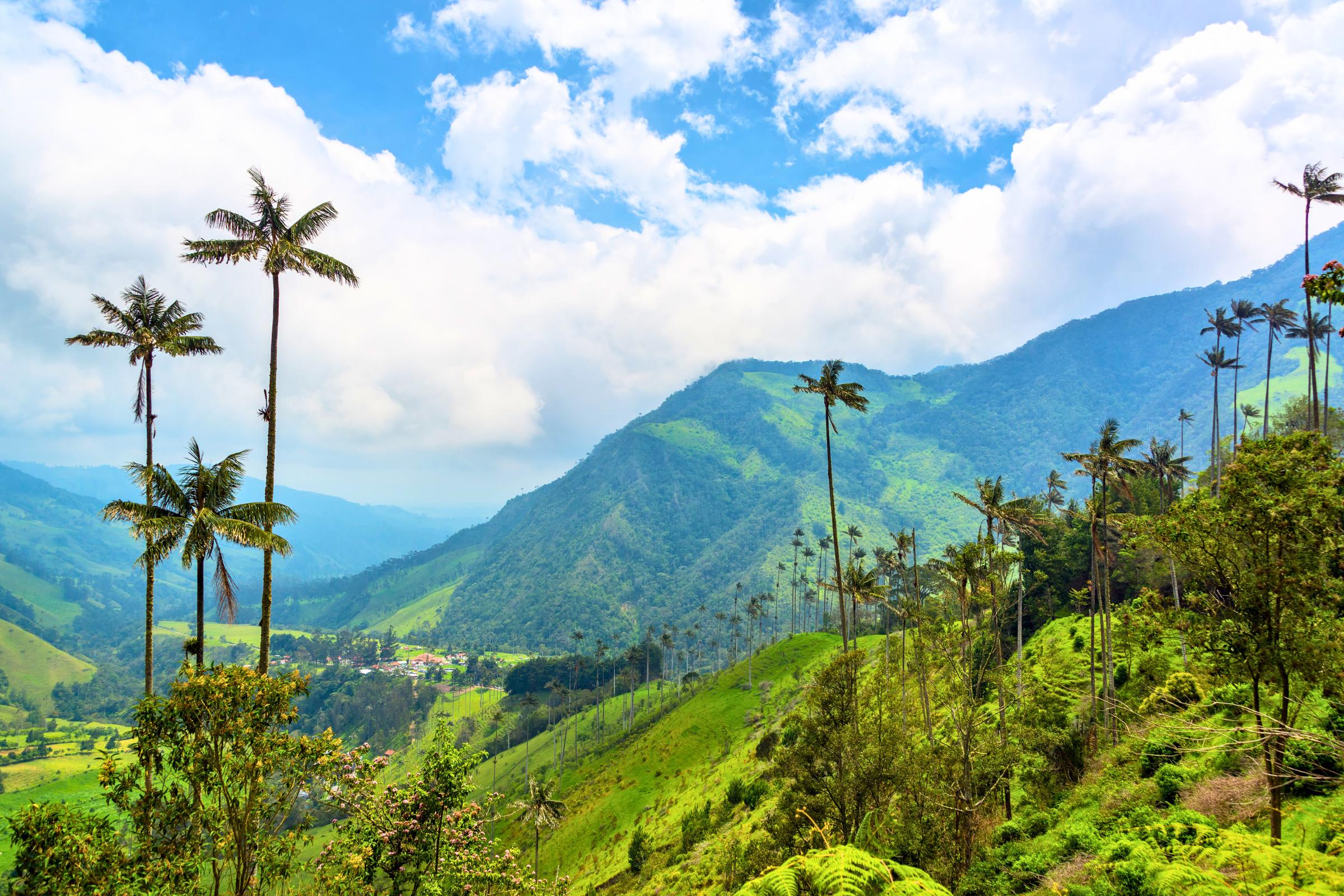 cocora valley national park (2).webp